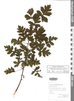 VOR 0043039