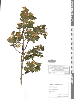 VOR 0043035