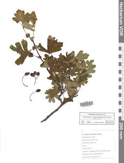 VOR 0043034