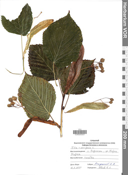 VOR 0043031