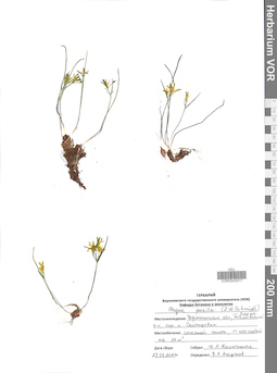 VOR 0043017