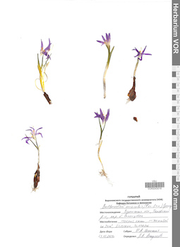VOR 0043016