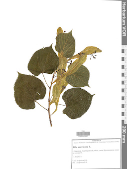 VOR 0042697