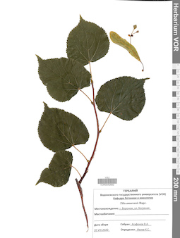 VOR 0042692
