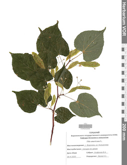VOR 0042690