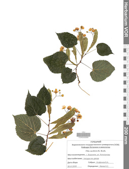 VOR 0042689