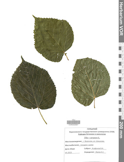 VOR 0042687