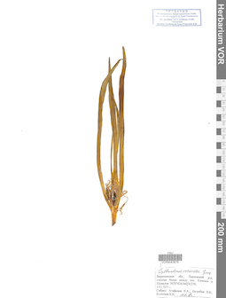 VOR 0042678
