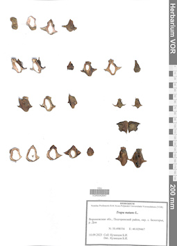 VOR 0042647