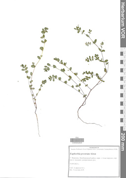 VOR 0042629