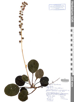 VOR 0042615