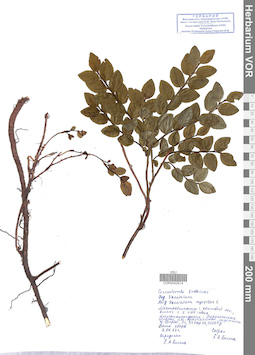 VOR 0042614