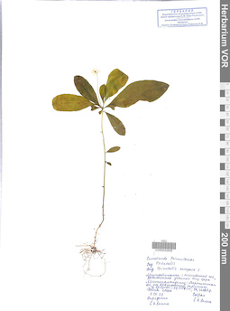 VOR 0042608