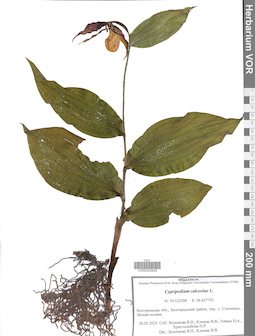 VOR 0042606