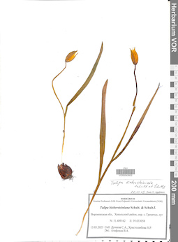 VOR 0042602