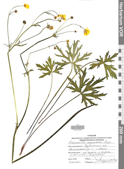 VOR 0042581
