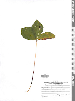 VOR 0042573