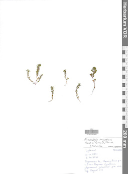 VOR 0042569