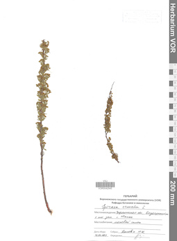 VOR 0042545