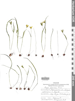 VOR 0042528
