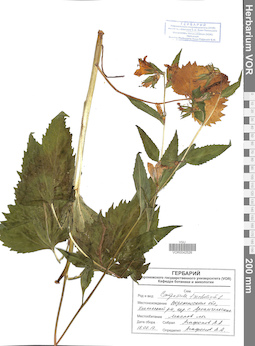 VOR 0042526