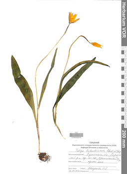 VOR 0042518