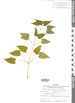 VOR 0042516