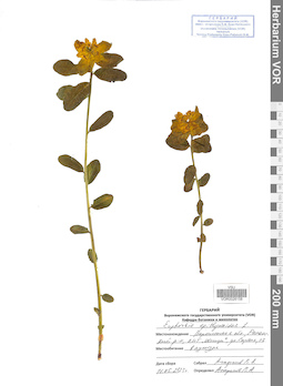 VOR 0026158