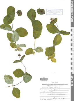 VOR 0022466