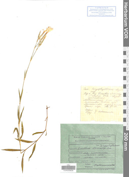 VOR 0008836