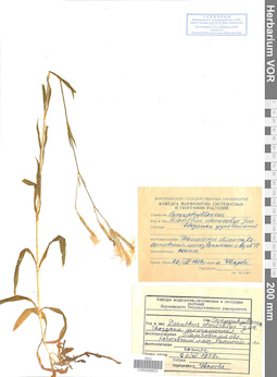 VOR 0008833