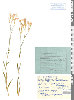 VOR 0008828
