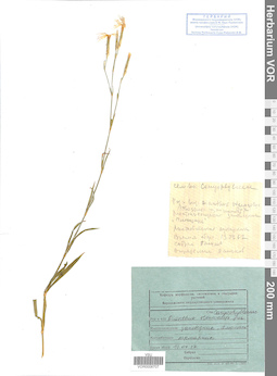 VOR 0008707