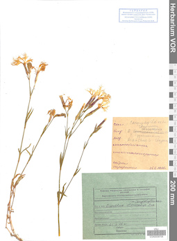 VOR 0008706