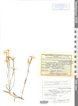 VOR 0008704