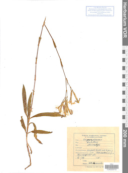 VOR 0008703