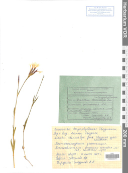 VOR 0008701