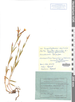 VOR 0008696