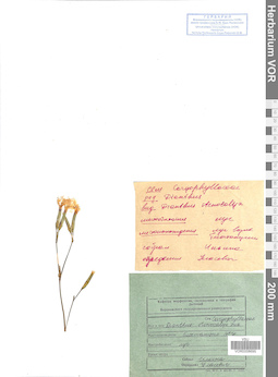 VOR 0008695