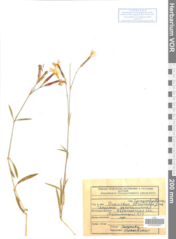 VOR 0008687