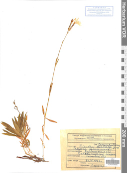 VOR 0008685