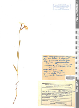 VOR 0008682