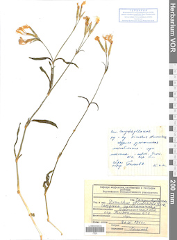 VOR 0008671