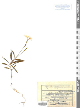 VOR 0008664