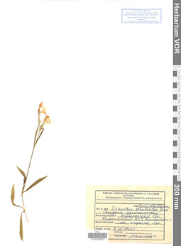 VOR 0008663