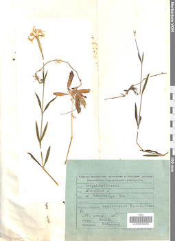 VOR 0008655
