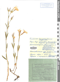 VOR 0008647