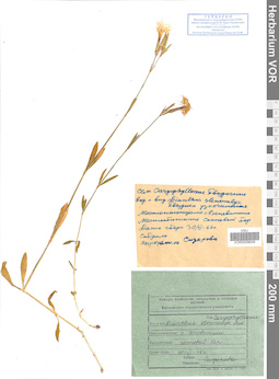 VOR 0008646