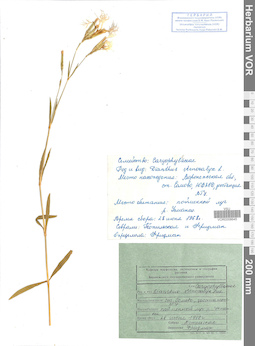 VOR 0008645