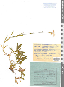 VOR 0008643